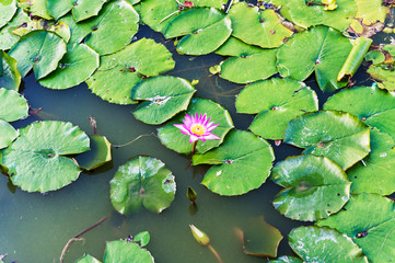 Lotus Flower or Water lily, natural background