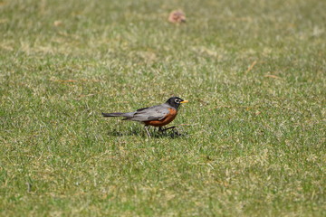 Robin on Lawn