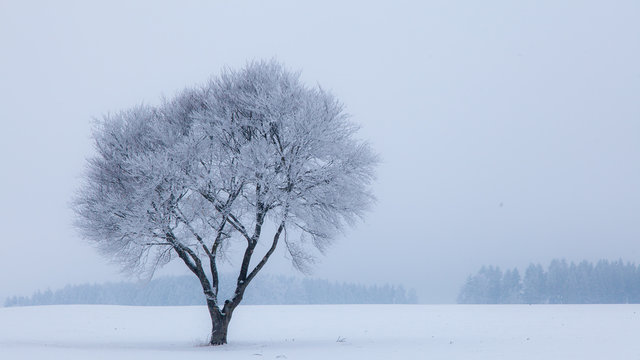 Eisbaum