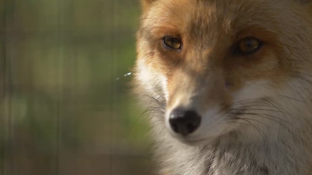 head of a red fluffy fox