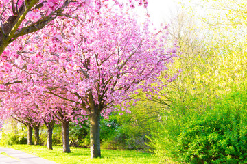 Fototapeta na wymiar Kirschblüte - Sakura