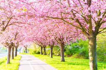 Naklejka premium Kirschblüte - Sakura mit Radweg