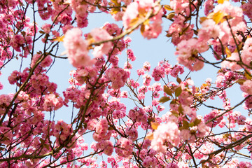 Kirschblüte - Sakura