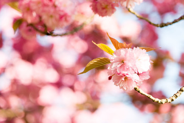 Kirschblüte - Sakura