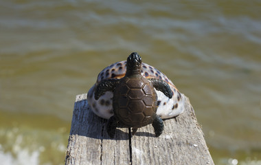turtle on the shell