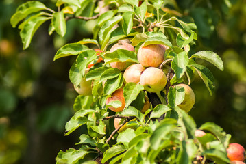Apples on the tree
