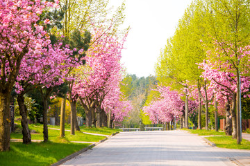 Kirschblüte - Sakura und Straße