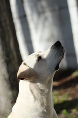 Profile of a Labrador Retriever Dog Out in the Yard / Looking Up 