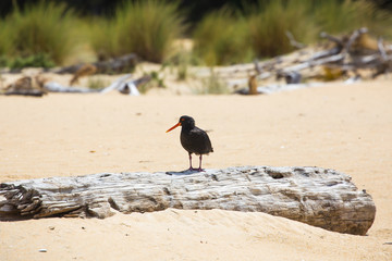 Oyster catcher