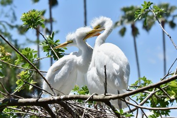 Great White Egret Chicks