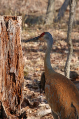 Sandhill Crane in Michigan during Spring