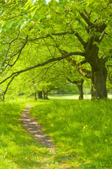 Fototapeta premium Forest road