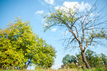 Beautiful nature and amazing sunny day