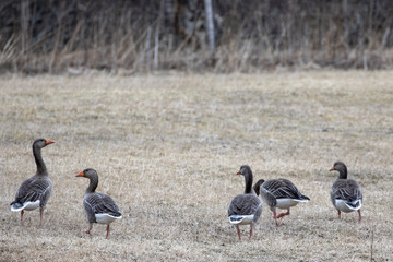 Greylag goose Northern Norway