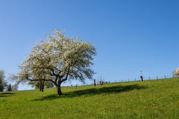 Blühender Obstbaum auf einer Wiese