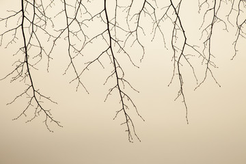 macro Getreide pflanze