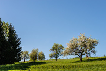 Fototapeta na wymiar Blühender Obstbaum auf einer Wiese