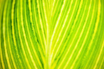 Fototapeta premium Close up of the striped yellow-light-green leaf