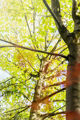 Colourful autumn trees with beautiful leaves