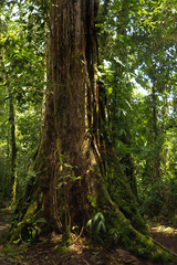 An old growth tree along Catarata Del Toro hiking trail in Toro Amarillo, Costa Rica.