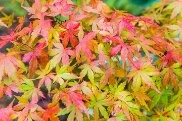 Naklejka na ściany i meble Colourful autumn trees with beautiful leaves