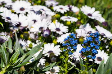 Fototapeta premium fiori margherita bianchi