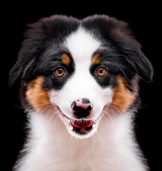 Australian Shepherd purebred puppy, 3 months old looking at camera - close-up portrait. Black Tri color Aussie dog, isolated on black background.