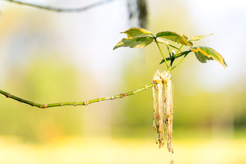 Baum Bl&uuml;te am Zweig