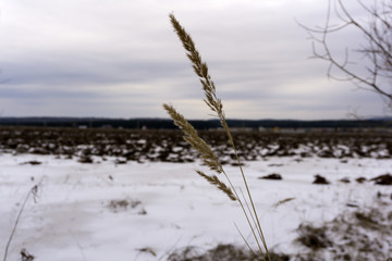 early spring blurry plowed field, covered by the melting snow, in the foreground - spikelets of dry...