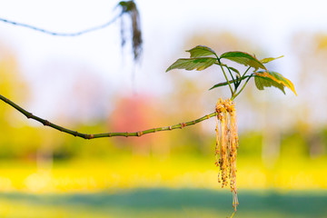 Baum Blüte am Zweig