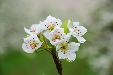 Blüten des Birnenbaumes nach einer Regennacht