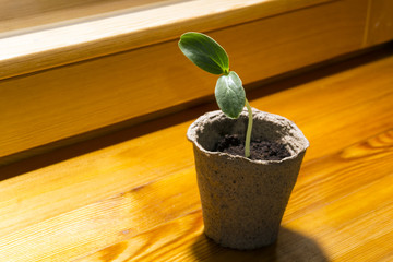 seedling of a garden plant with two young leaves in a peat pot on a window sill closeup