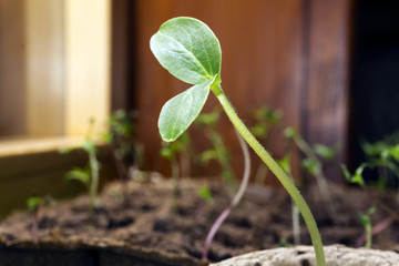 seedling of a garden plant with two young leaves in a peat pot on a window sill closeup against the background of blurred other seedlings