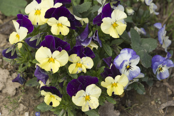 Flower bed with pansies in the garden