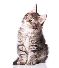 Maine Coon kitten 2 months old. Cat isolated on white background. Portrait of beautiful domestic black tabby kitty.