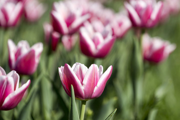 Close up of a fied with pink and white tulips in Hungary