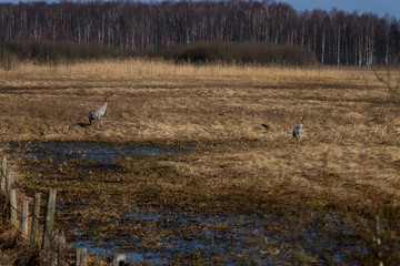 wild birds walking peacefully in the autumn scenery
