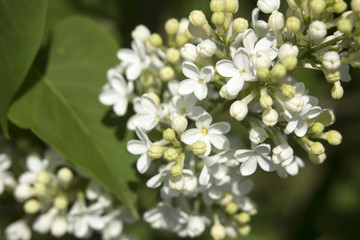 Close-up branch of white lilac in the garden with sunlight.