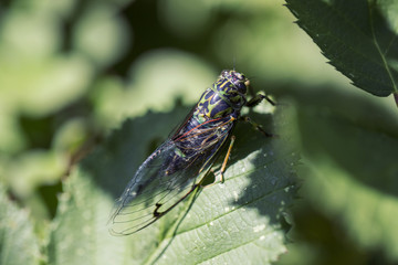 Cicada