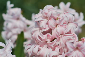 hyacinth in blossom growing in the garden close up