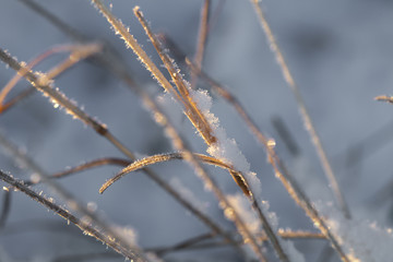 schnee macro pflanzen