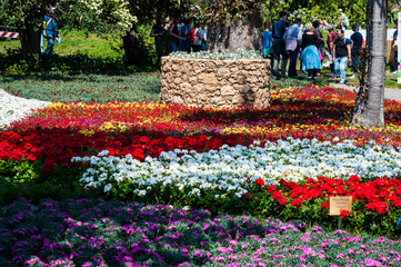 Aiuola con fiori colorati