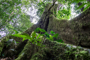 tree with visible roots in the middle of the forest