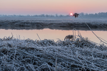 frozzy sunshine by the spring river