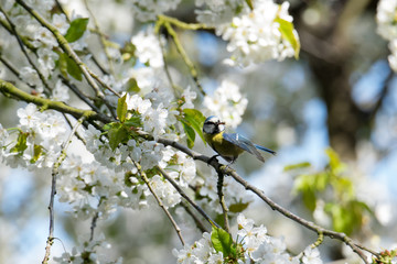 Blue tit on hunting