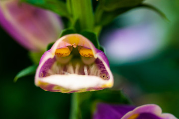 fiore rosa viola a forma di bocca