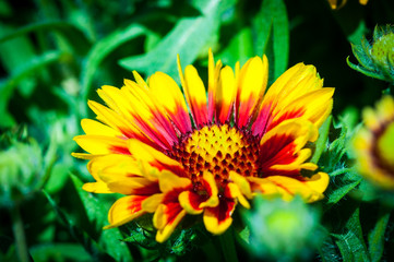 fiore giallo e rosso