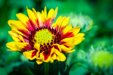 fiore giallo e rosso