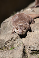 Obraz premium Riverside otter drying in the sun.