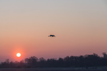 wild birds flying at sunny day at the river side in the winter time 